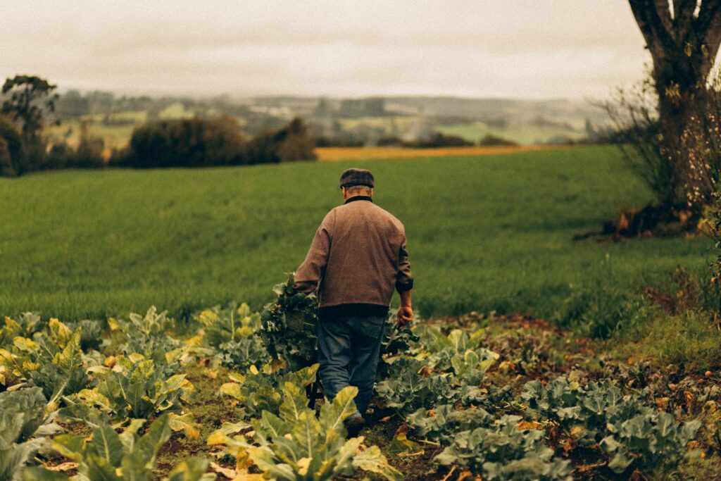 Hombre en un campo agrícola revisando cultivos, representando la trazabilidad en la producción agraria.