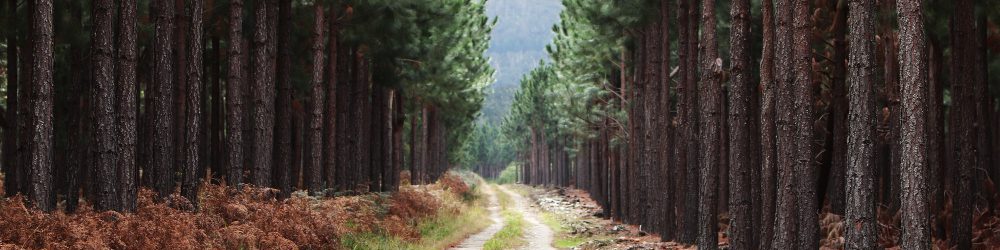 cadena de custodia FSC y PEFC